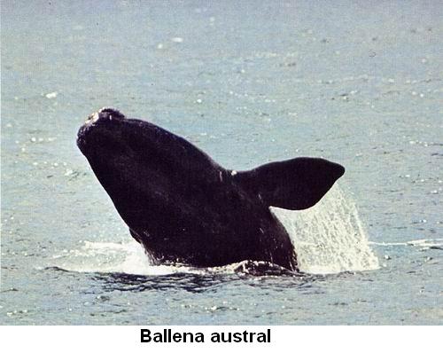Ballena austral.jpg